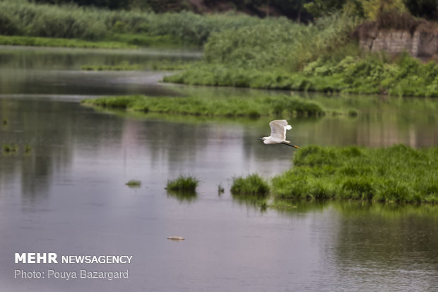 این تالاب قابلیت این را دارد که بخشی از پرندگان مهاجر آن را به عنوان زیستگاه خود انتخاب کند.