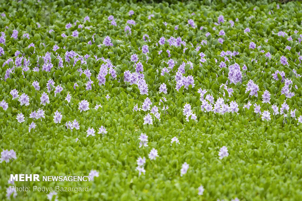 سنبل آبی به دلیل رشد سریع در محیط‌های آبی و مصرف مقادیر زیادی از اکسیژن آب، یکی از خطرناک‌ترین گونه‌های گیاهان آبزی است که در عرض مدت کوتاهی قادر خواهد بود تا اکوسیستم منطقه را نابود کند.