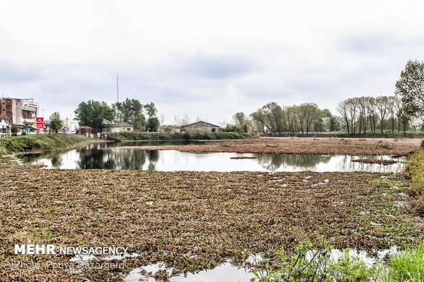 تالاب عینک رشت