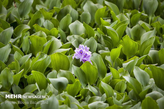 گیاه سنبل یا ارکیده آبی گیاهی آبزی شناور چند ساله از خانواده غلافیان بومی مناطق گرمسیری و زیر گرمسیری امریکای جنوبی به خصوص حوضه آمازون است.
