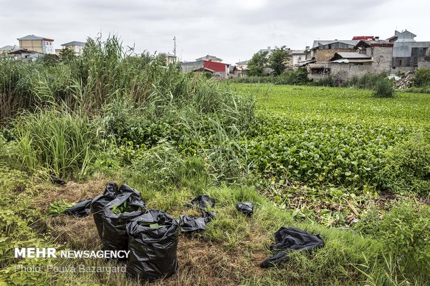 متاسفانه قسمتی از این تالاب همچنان از سنبل آبی احاطه شده است.