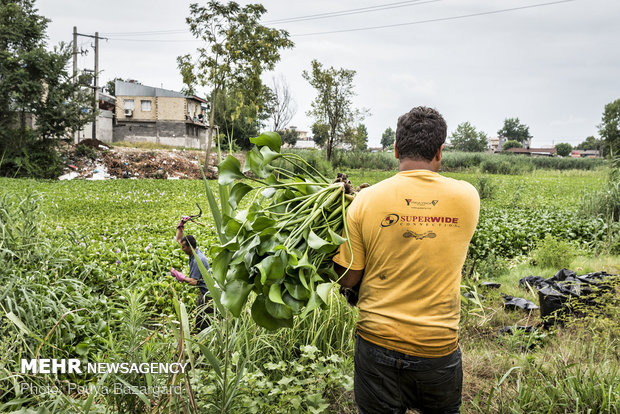 افرادی که در حال کندن سنبل آبی در تالاب هستند تا این گیاه را به عنوان گیاهی زینتی به مردم بفروشند.