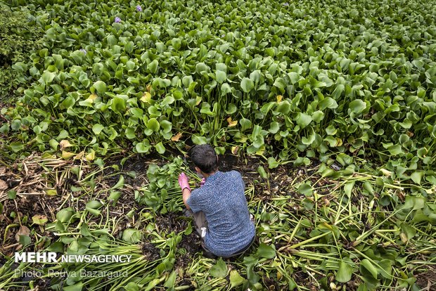 جابجایی این گیاه باعث رشد و تکثیر آن در تمام محیط‌های آبی استان شده و خطری هم ردیف استنشاق گاز خردل برای محیط زیست و به تبع آن ساکنان استان دارد.