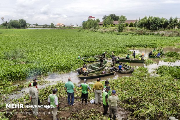 پاکسازی تالاب عینک رشت از «سنبل آبی» صبح روز ۴ مرداد ۱۳۹۵ با مشارکت گروه‌های مردم‌نهاد و دستگاه‌های اجرایی آغاز شد.(عکس مربوط به سال 95)