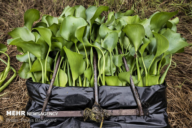 چنگکی که با آن گیاه را از تالاب بیرون می آورند.