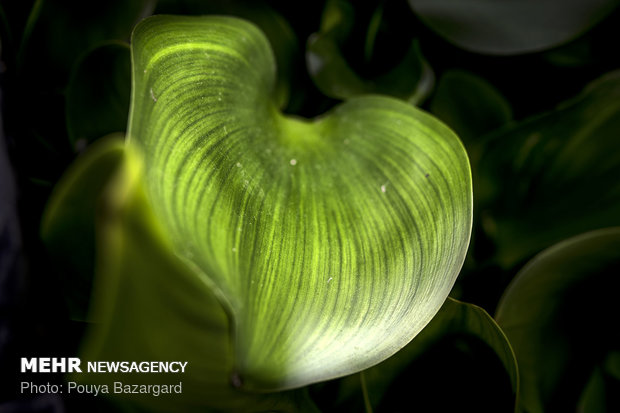 در برخی از شهرهای استان این گیاه به عنوان گیاهی زینتی در بین مردم رد و بدل می‌شود.