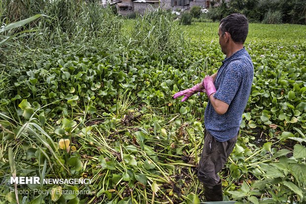 روش ابداعی افرادی که با آن سنبل آبی را از تالاب خارج می کنند.