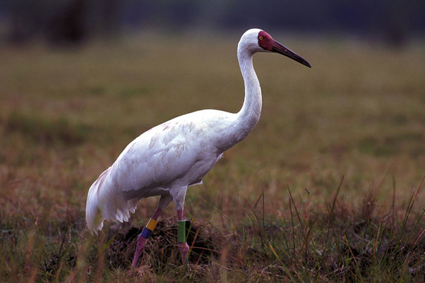 Lonely Siberian crane ‘Hope’ returns to Fereydunkenar