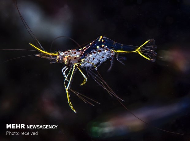 دنیای زیر آب‎