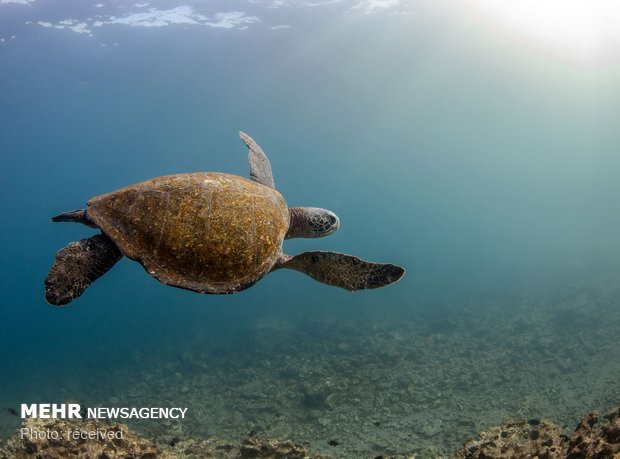 دنیای زیر آب‎