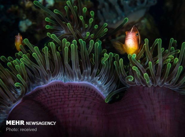 دنیای زیر آب‎