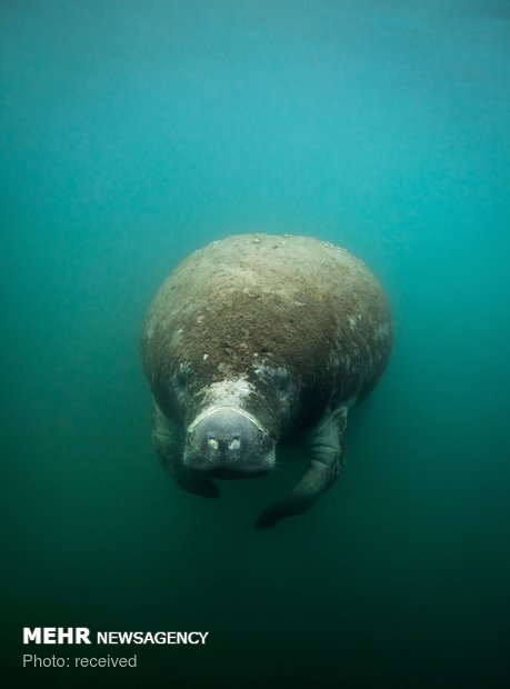 دنیای زیر آب‎