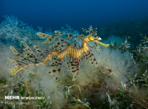 دنیای زیر آب‎