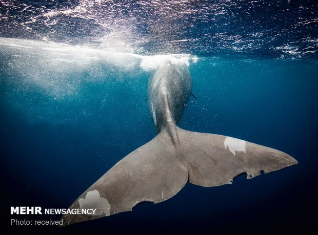 دنیای زیر آب‎