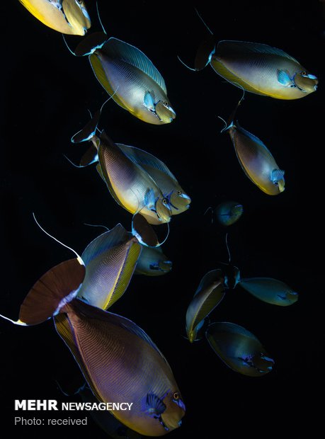 دنیای زیر آب‎