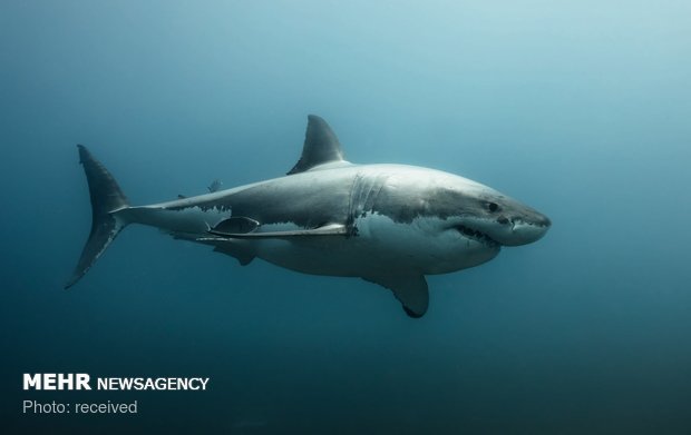 دنیای زیر آب‎