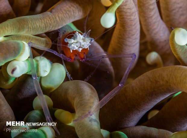 دنیای زیر آب‎