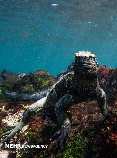 دنیای زیر آب‎