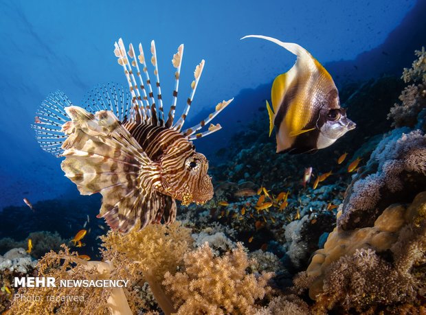 دنیای زیر آب‎