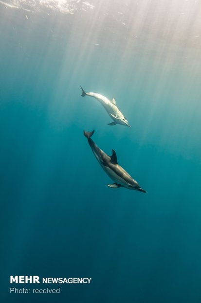 دنیای زیر آب‎