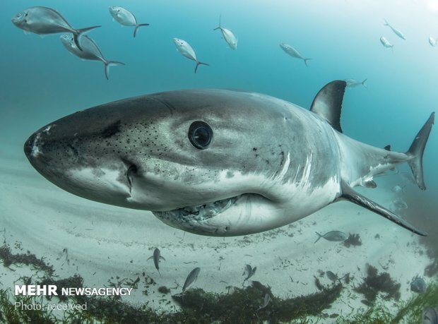 دنیای زیر آب‎