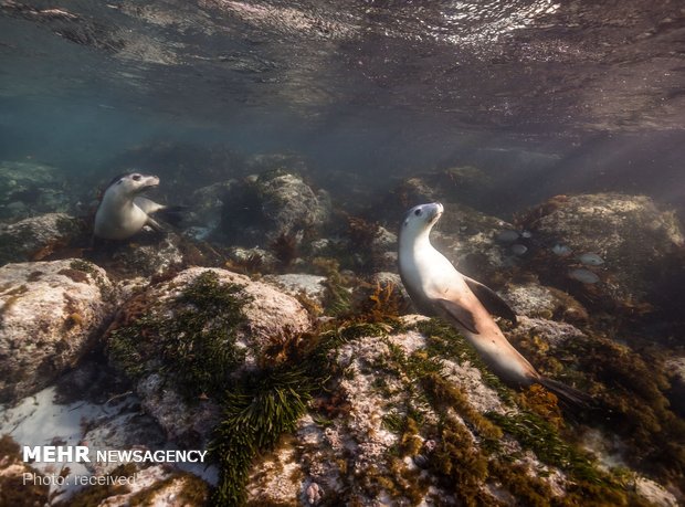 دنیای زیر آب‎