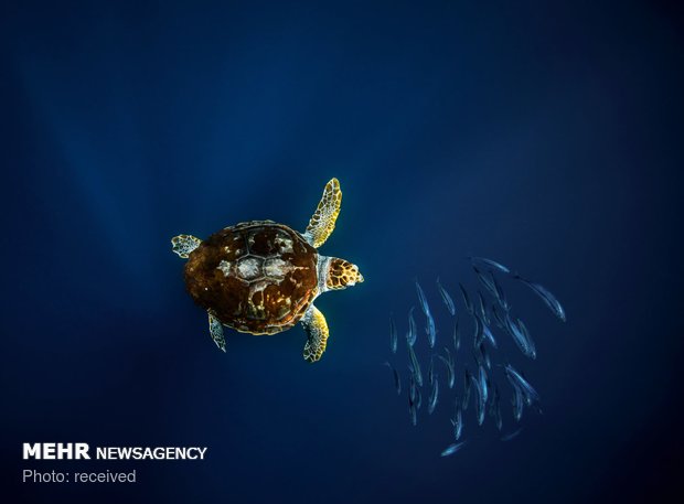 دنیای زیر آب‎