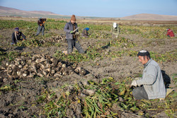 امکان‌سنجی خودکفایی «شکر» در کشور پیگیری می‌شود