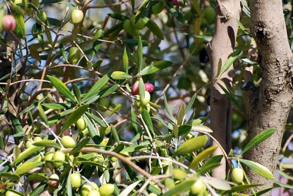 استفاده مجدد از آب واحدهای روغن کشی برای آبیاری 