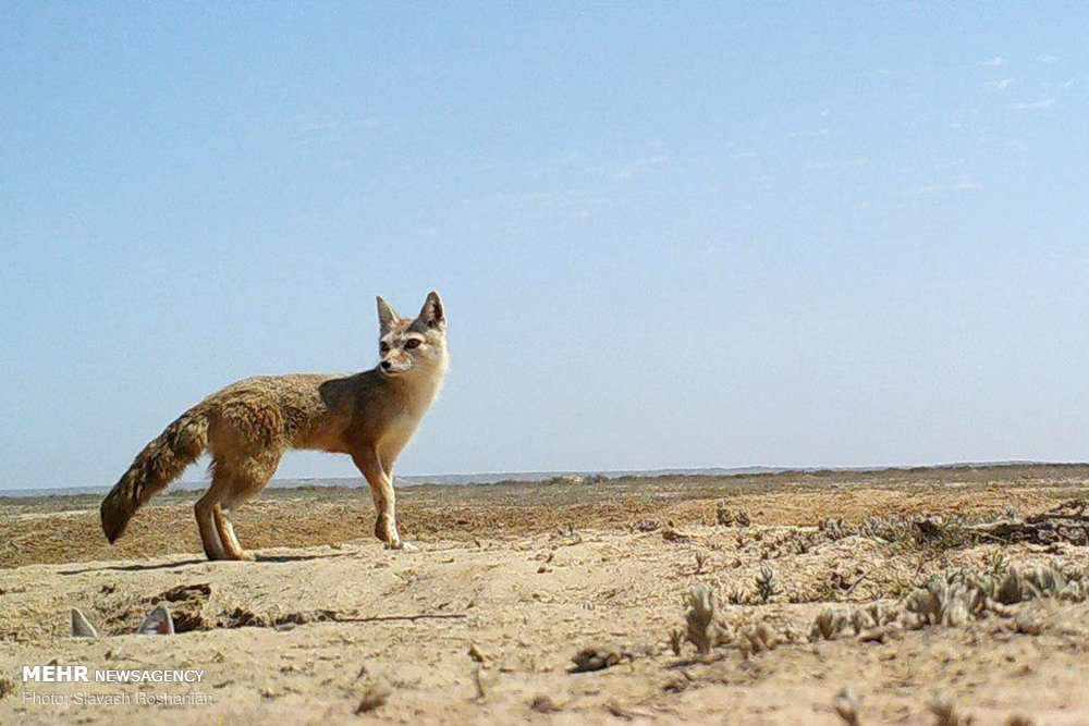 یک قلاده روباه و یک بهله جغد در پارک ملی کلاه‌قاضی رهاسازی شدند