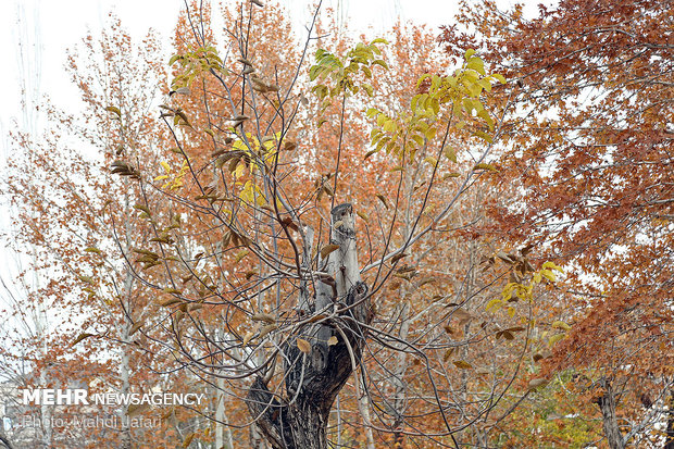 Spectacular shades of Autumn in Natanz
