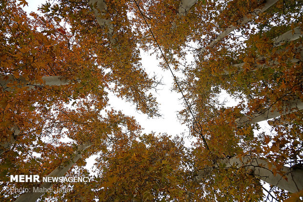 Spectacular shades of Autumn in Natanz
