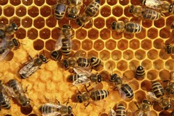 نخستین نمایشگاه بین‌المللی تخصصی عسل در ارومیه گشایش یافت