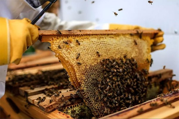 ۱۳۰۰ نفر ایلامی در بخش زنبورداری مشغول به فعالیت هستند