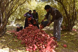 Harvesting pomegranate in Shahreza