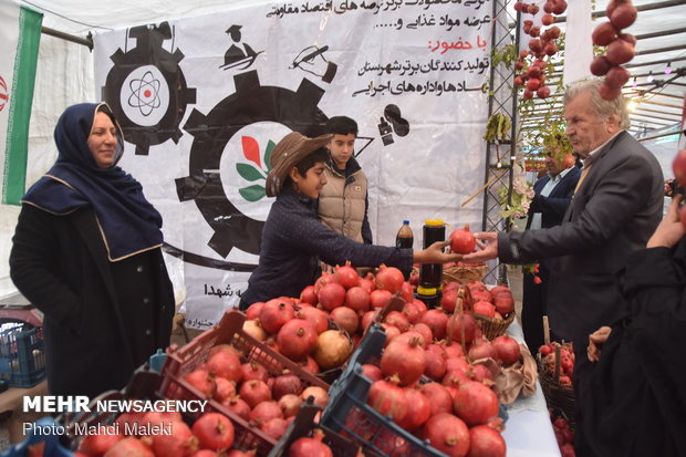 Harvesting pomegranate on farms in Shahreza sub-prov. 