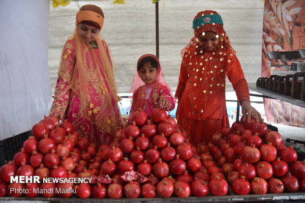 Harvesting pomegranate on farms in Shahreza sub-prov. 