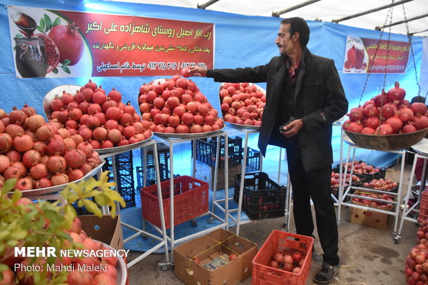 Harvesting pomegranate on farms in Shahreza sub-prov. 