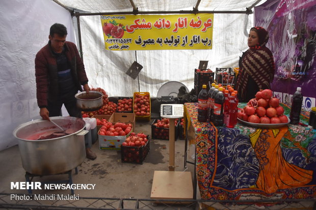 Harvesting pomegranate on farms in Shahreza sub-prov. 