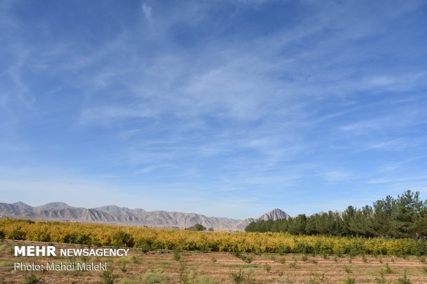 Harvesting pomegranate on farms in Shahreza sub-prov. 