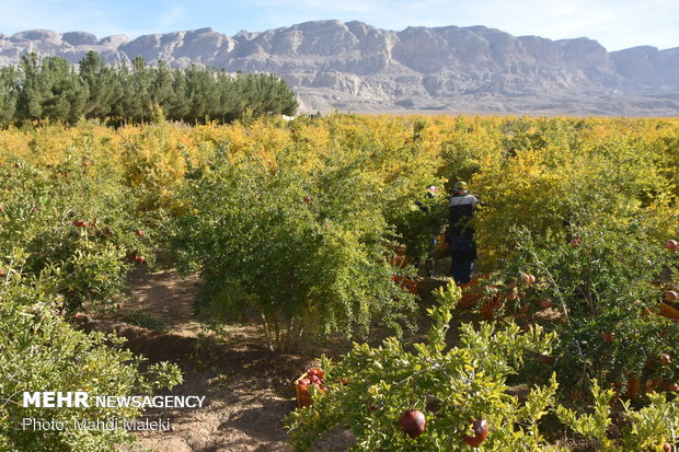 Harvesting pomegranate on farms in Shahreza sub-prov. 