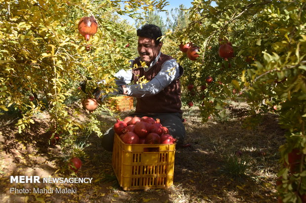 Harvesting pomegranate on farms in Shahreza sub-prov. 