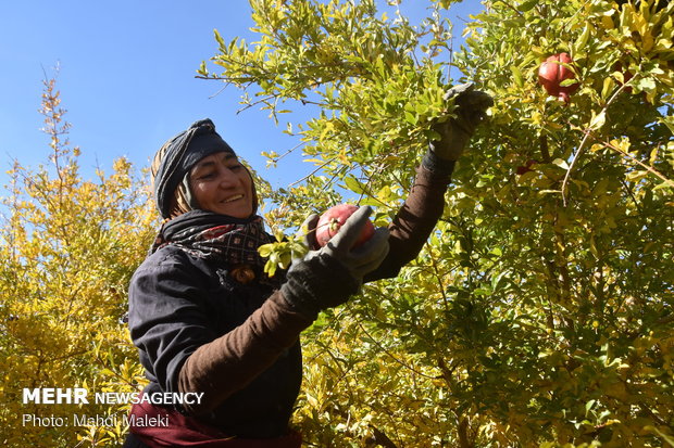 Harvesting pomegranate on farms in Shahreza sub-prov. 