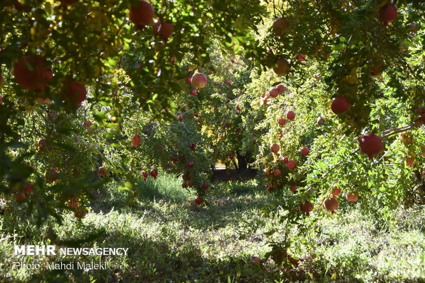 Harvesting pomegranate on farms in Shahreza sub-prov. 