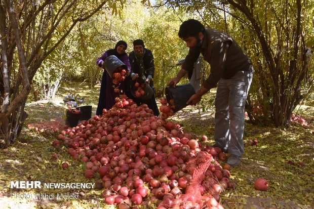 Harvesting pomegranate on farms in Shahreza sub-prov. 