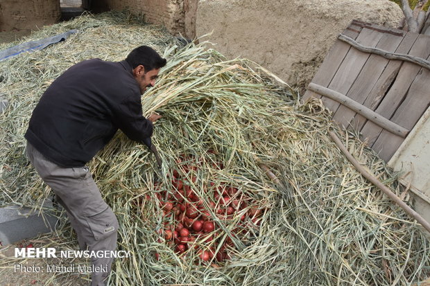 Harvesting pomegranate on farms in Shahreza sub-prov. 