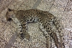 لاشه پلنگ ایرانی در بوشهر کشف شد