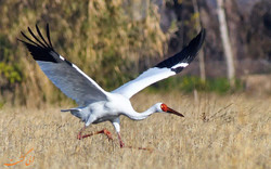 Siberian crane ‘Omid’ returns to Iran, brings hope 