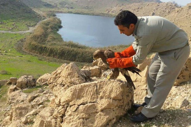  رهاسازی ۲ بهله عقاب طلایی در مشگین‌شهر