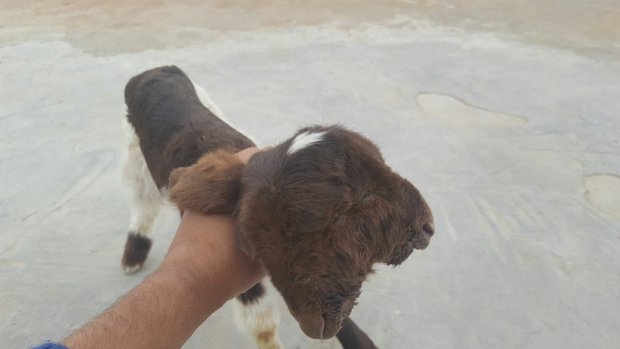 VIDEO: Two-headed lamb born in Iran